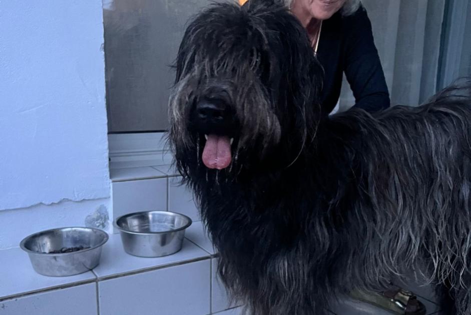 Fundmeldung Hund Weiblich Moliets-et-Maa Frankreich