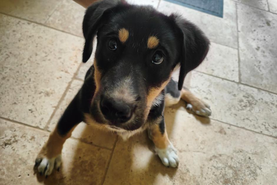 Alerte Découverte Chien croisement Femelle Val-du-Mignon France