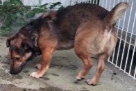 Avviso Ritrovamento Cane incrocio di razze Maschio Moncoutant-sur-Sèvre Francia